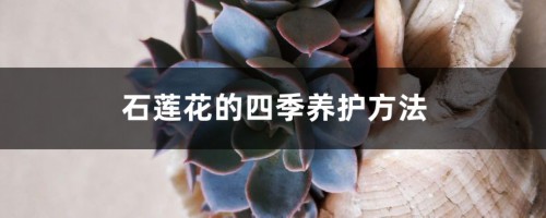 石莲花的四季养护方法