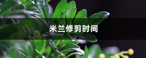 米兰的修剪时间及方法