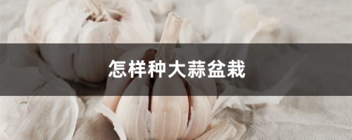 怎样种大蒜盆栽