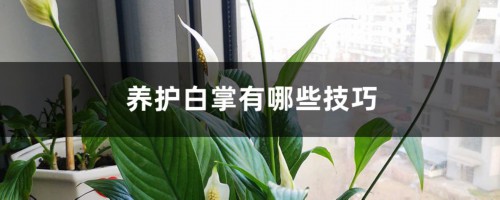 养护白掌有哪些技巧